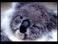Koala Song by Michael Rockstar. 