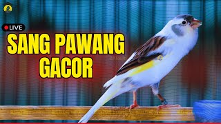 Download lagu Terapi AMPUH kenari gacor panjang Cuit Cuit Full EMOSI, Pancingan Kenari Macet danPaud Belajar Bunyi mp3