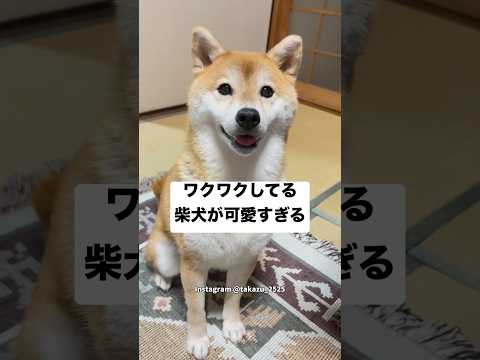 ワクワクしてる柴犬が可愛すぎる💕　　#柴犬　#犬　#犬のいる暮らし #かわいい #かわいい犬