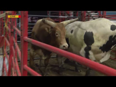 download lagu mp3 mp4 SPRINGFIELD SUPERSTAR, download mp3 SPRINGFIELD SUPERSTAR free downloadn, video klip SPRINGFIELD SUPERSTAR