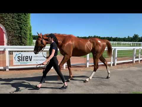 Breeze-Up Osarus 2020 - LOT 19