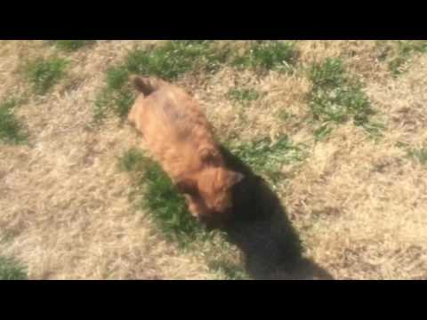 Akc sweet girl will make your years better