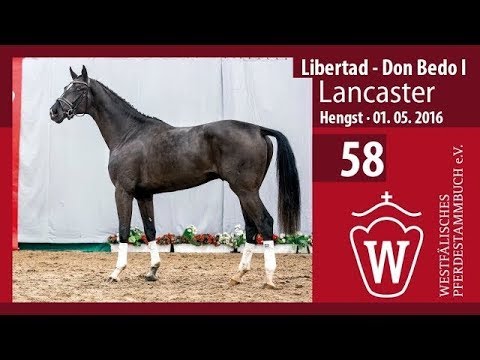 58 Longiervideo Lancaster (Hengst v. Libertad - Don Bedo I)