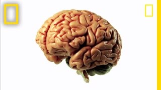 Brainworks: Mind-Bending Science!