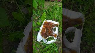 Download lagu SLUG LOVES BEER #slime #slug #slugs #bear #lifehacks mp3