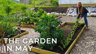 The Garden in May // Introducing Some New Additions