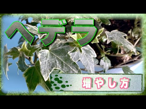 アイビーの挿し木はいつ取るのですか？どうやって ？リーダーに従う ！  庭園