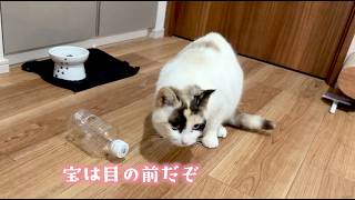 野良猫あがりでたぶん初見だろう知育トイ？を保護猫モネにあげてみた