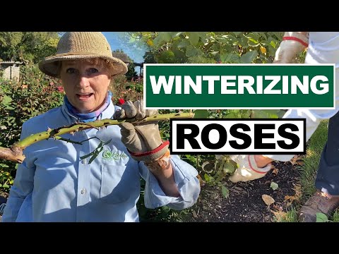 How to Prepare Your Roses For Winter