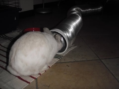 Blu coniglio nano: Ho perso le chiavi! - I lost my keys! - 我失去了我的鑰匙 - 私は私のキーを失いました！