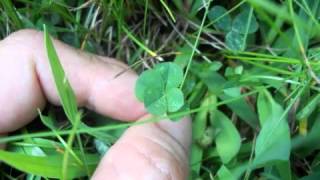 Bash and Pop(Tommy Stinson)-First steps