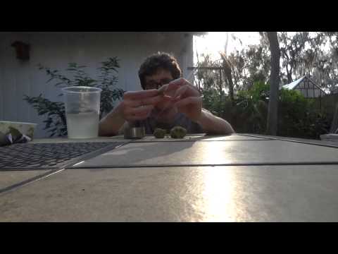 Cricket, Roach & Feeder Insect Gutloading. What is it and why is it important?