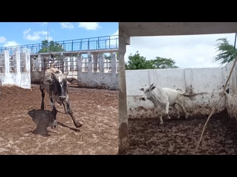 Curral do matadouro de lajedo Pernambuco 06/03/2026@julioferreirajfinterior3373 