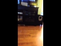 Zoe Dance Moves