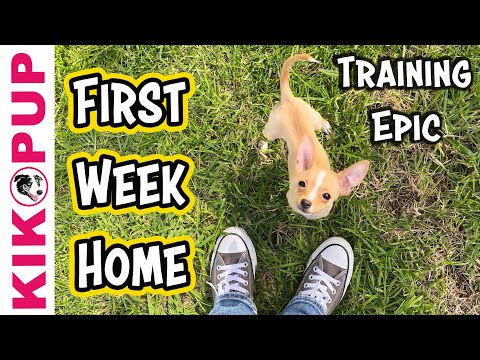 What I Trained my Puppy in the FIRST WEEK