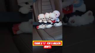 Download lagu teacup dog breeds / teacup puppies 🐕 mini wood toy art / hand craft #shorts #dog #toys #cute #puppy mp3 Download lagu teacup dog breeds / teacup puppies 🐕 mini wood toy art / hand craft #shorts #dog #toys #cute #puppy mp3