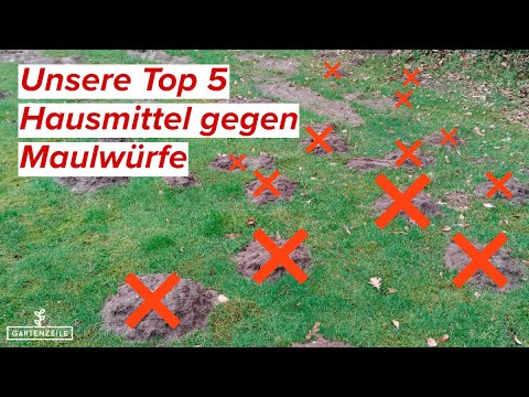 TOP 5 Hausmittel um Maulwürfe aus deinem Garten DAUERHAFT zu vertreiben