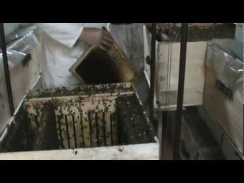 4. Apicultura practica - Operatie de tranzvazare si temperare a roitului la stupina 4/4