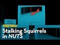 Nuts  Nintendo  játékmenet videója