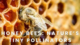 Honey Bees: Nature’s Tiny Pollinators | Documentary | Science |Nature