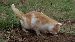 Cat in the Brain (1990) Lucio Fulci Best Moments