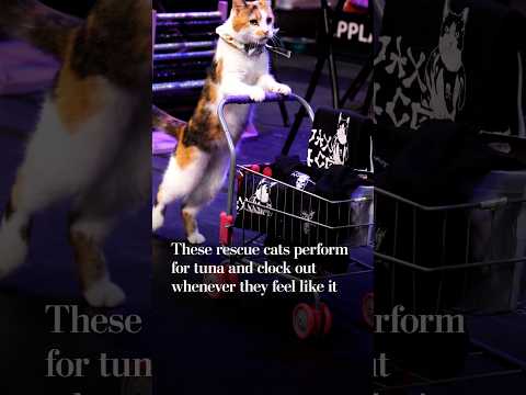These rescue cats perform for tuna and clock out whenever they feel like it