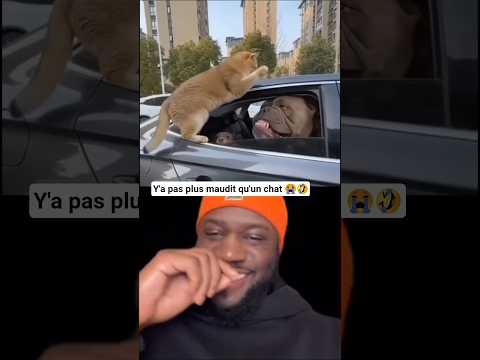 jusqu'à présent je n'avais jamais vu une chose de tel 😭🤣