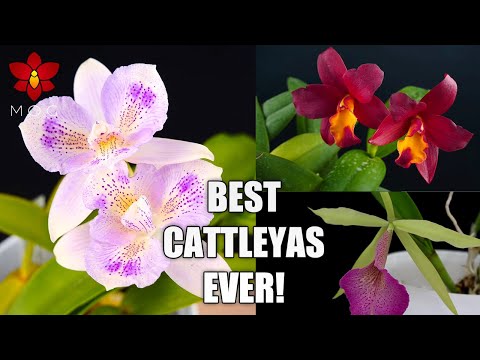 Best & Most Rewarding Cattleya Orchid Plants I Recommend to Beginners!