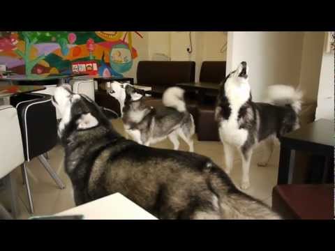 on dog dog cafe - husky singing x 3