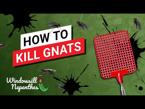 😫  How to Kill Plants Gnats in Your House (4 Tips for New Plants Owners)