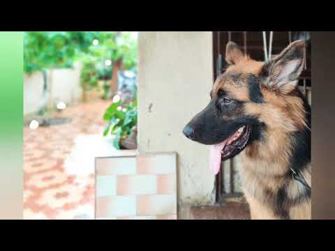 It's my birthday ❤️❤️@Moxy || celebration || Vlog || pet || VennelaVulluri