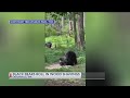 Black Bears Have A Blast At Washington Wildlife Park