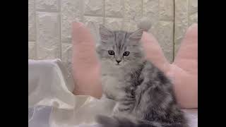 ラガマフィンの動画01