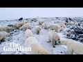 Polar bears invade Russian islands