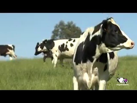 Fotograma del vídeo: Proceso de producción de la leche