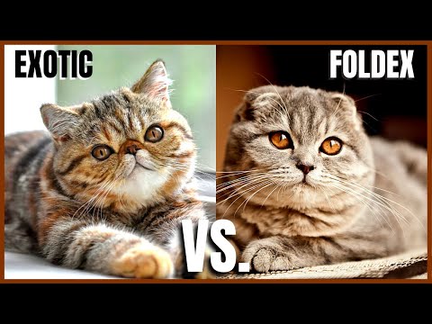 Exotic Cat VS. Foldex Cat
