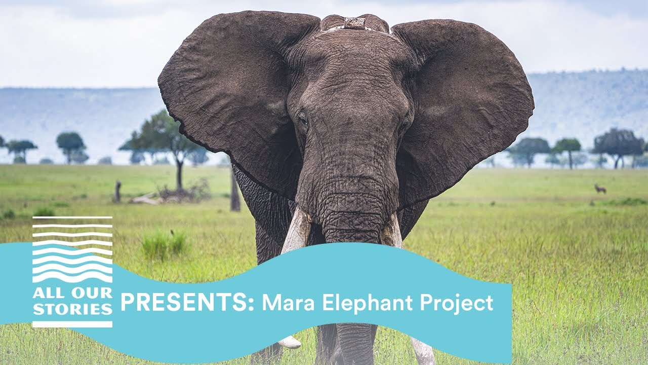 All Our Stories Presents: Mara Elephant Project