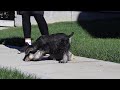Miniature Schnauzer dogs for sale: Blake - Video 1