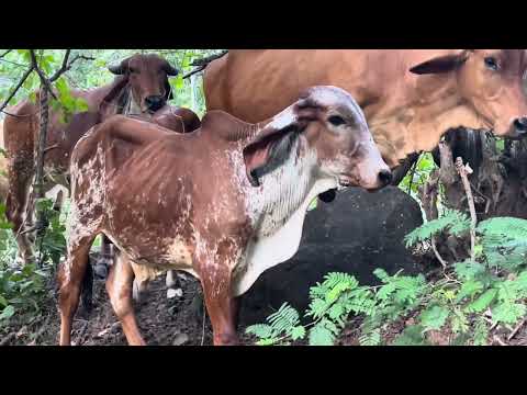 18 de Noviembre 2025 están en Jocoro Morazan