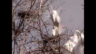 preview picture of video 'Great Egrets in Fergus Falls'