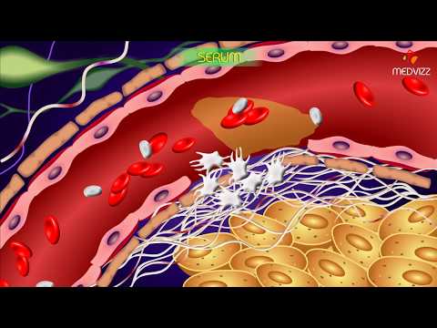 Serum - Blood physiology , medical animations