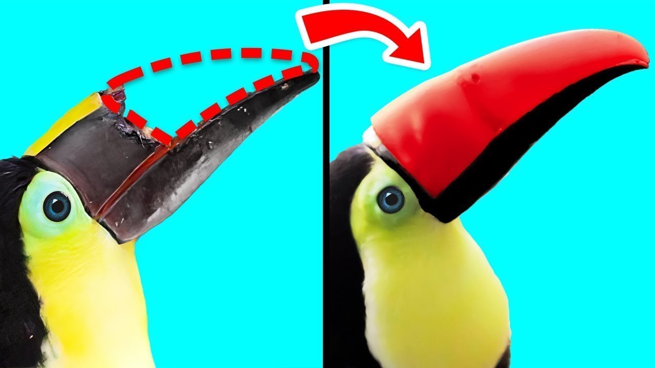 Tecnologia De Impressão 3D Dá Aos Animais Uma Segunda Chance