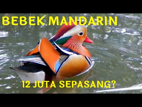 , title : 'bebek mandarin Bernilai jutaan rupiah | agribisnis muda'