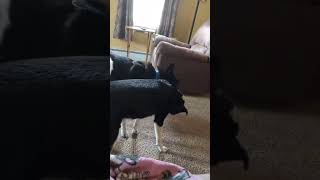 Video preview image #1 Border Collie-Unknown Mix Puppy For Sale in Lewistown, PA, USA