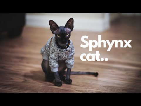 WHAT IS LIKE TO OWN A SPHYNX (HAIRLESS) CAT