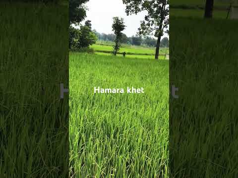 #nature #farming  🍚