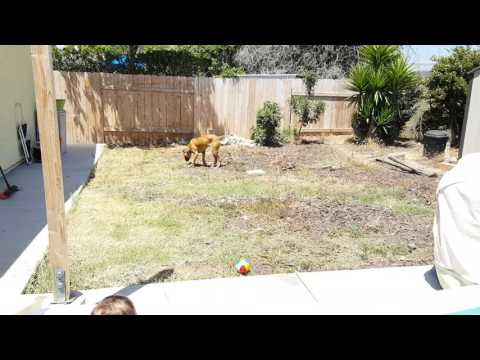 13.9mo Kian howls in the pool