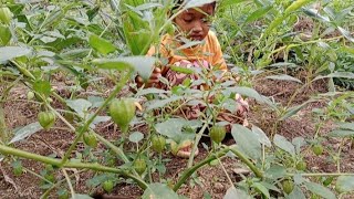Download lagu Azzah Petik buah Ciplukan - Rahman Azzah mp3
