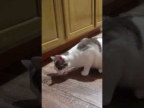 Wilbur the cat eating a raspberry #amburzen #catdog