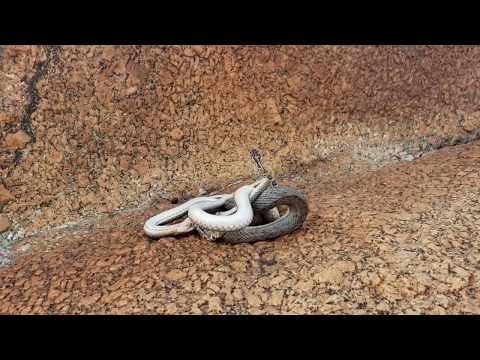 exclusive: rattlesnake and rapids, who wins this battle